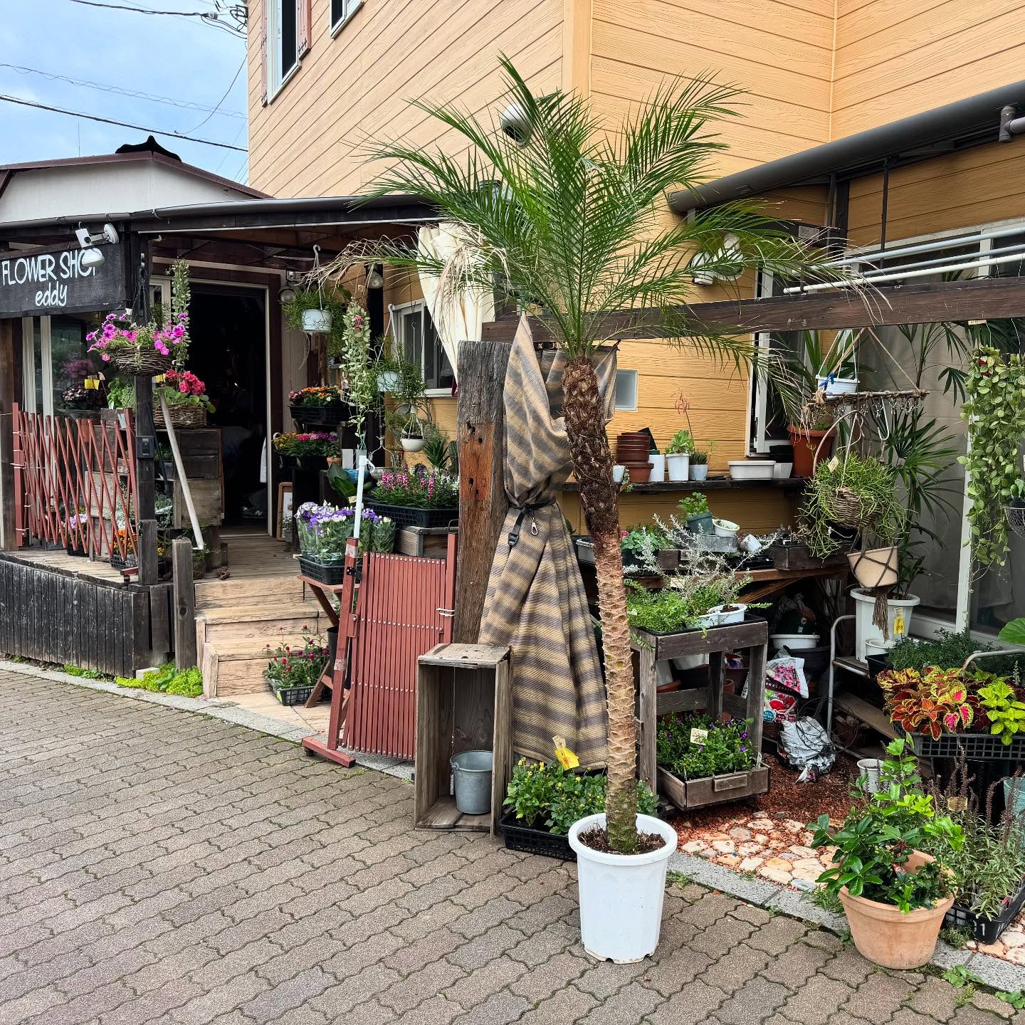 ヤシの木を取りに行ってきたw厚かましい開店祝い🤣🤣🤣俺が胡蝶蘭って柄じゃないでしょう？#フェニックスロベレニー #ヤシの木 #開店祝い #千葉三菱コルト自動車 #d5jasper #mitsubishimortors